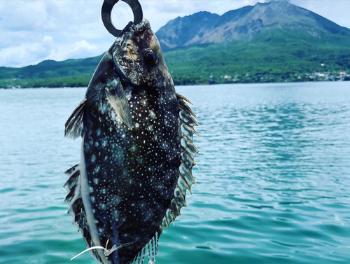 アイゴの釣果