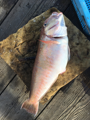 シロアマダイの釣果