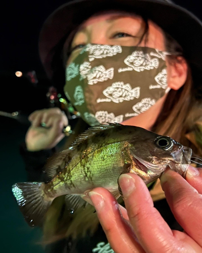 タケノコメバルの釣果