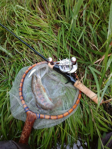 アマゴの釣果