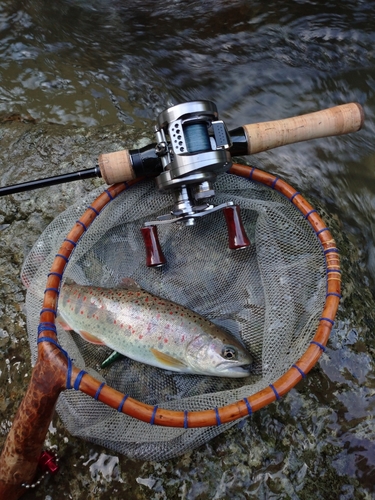 アマゴの釣果