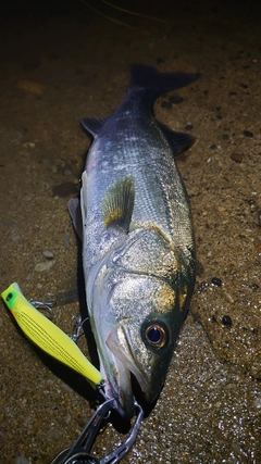 シーバスの釣果