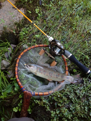 アマゴの釣果