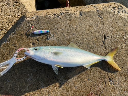 ワカシの釣果