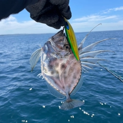 カガミダイの釣果