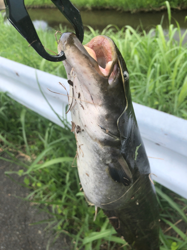 ニホンナマズの釣果