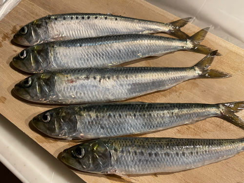 イワシの釣果