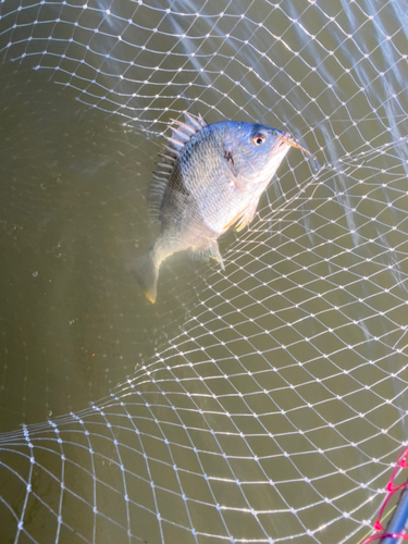 キビレの釣果