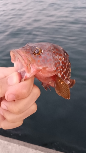 キジハタの釣果