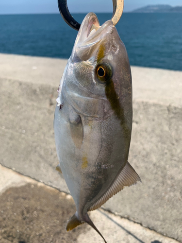 シオの釣果