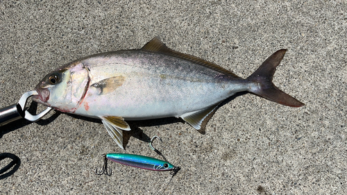 ショゴの釣果