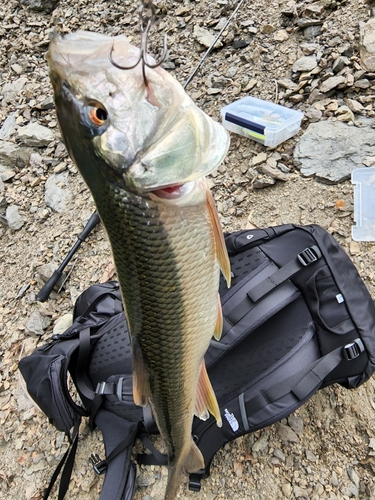 ハスの釣果