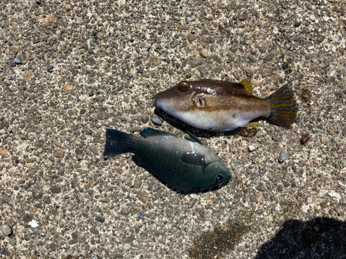 グレの釣果