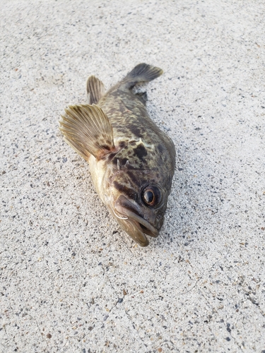 タケノコメバルの釣果