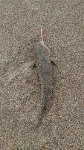 マゴチの釣果