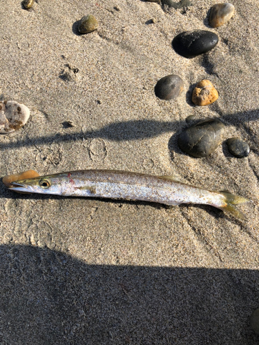 カマスの釣果