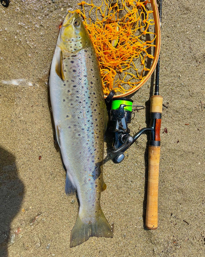 ブラウントラウトの釣果