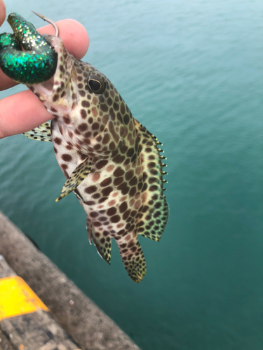 カンモンハタの釣果