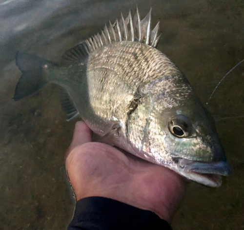 ミナミクロダイの釣果