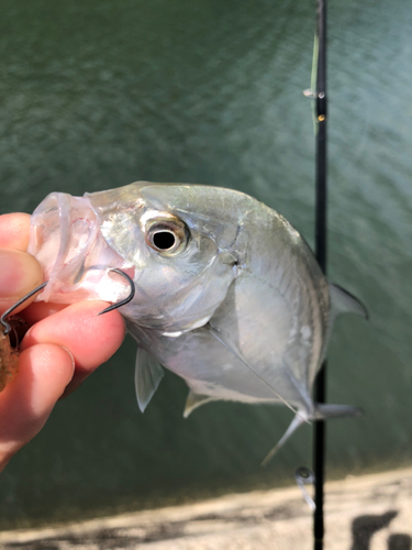 メッキの釣果