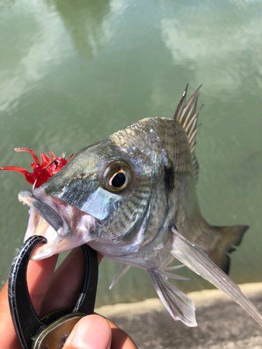 ミナミクロダイの釣果