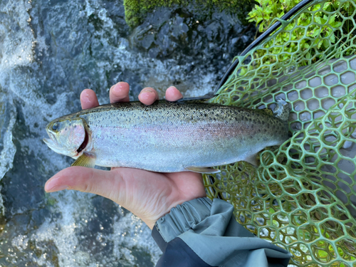 ニジマスの釣果