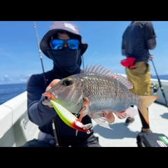 イソフエフキの釣果