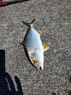 ショゴの釣果