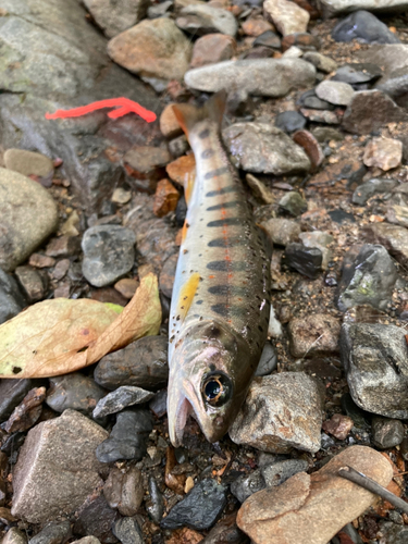 アマゴの釣果