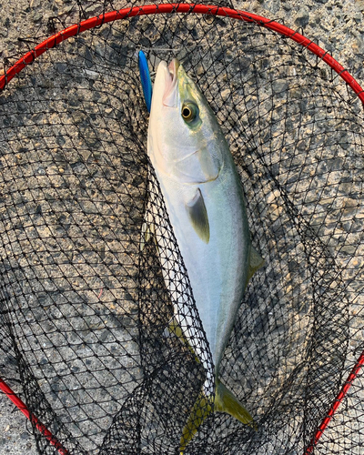 ハマチの釣果