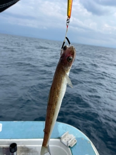 エソの釣果