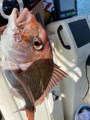 マダイの釣果