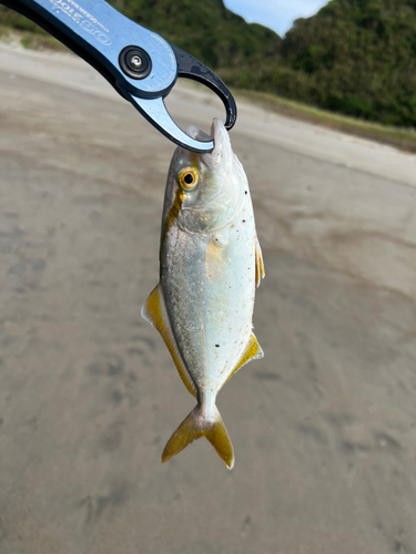 ショゴの釣果