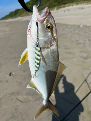 ショゴの釣果