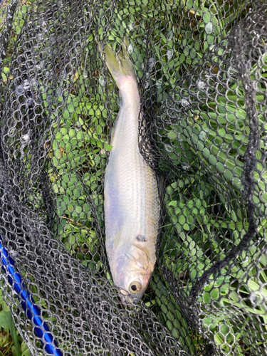 コノシロの釣果