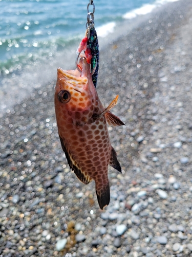 オオモンハタの釣果