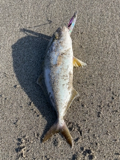 ショゴの釣果