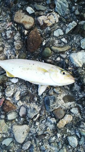 ショゴの釣果