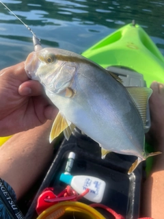 カンパチの釣果