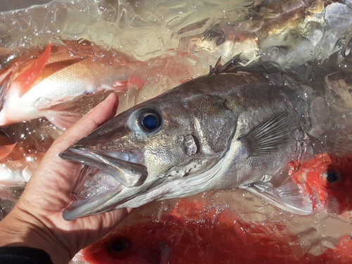 アラの釣果