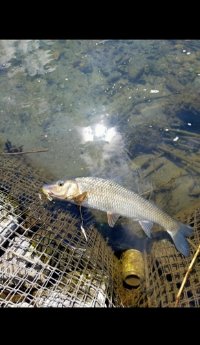 ニゴイの釣果