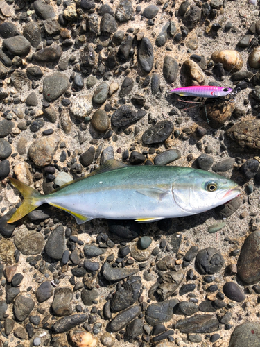 ショゴの釣果