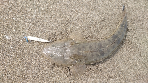 マゴチの釣果