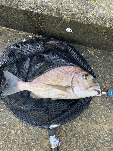 ヘダイの釣果