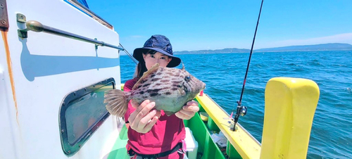 カワハギの釣果