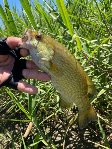 スモールマウスバスの釣果