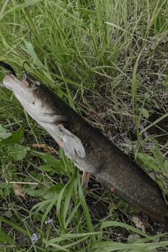 ナマズの釣果