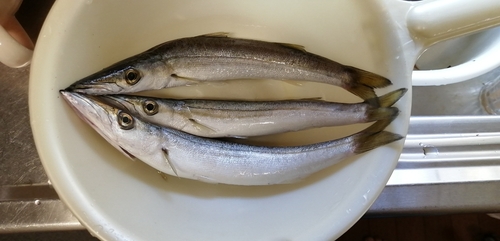 カマスの釣果