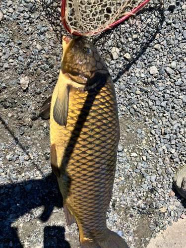 コイの釣果