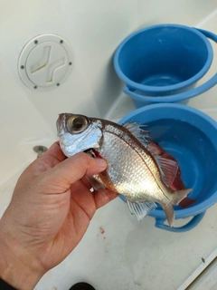 シロムツの釣果